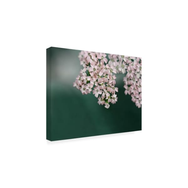 Brooke T. Ryan 'Blush Pink Flowers' Canvas Art,18x24